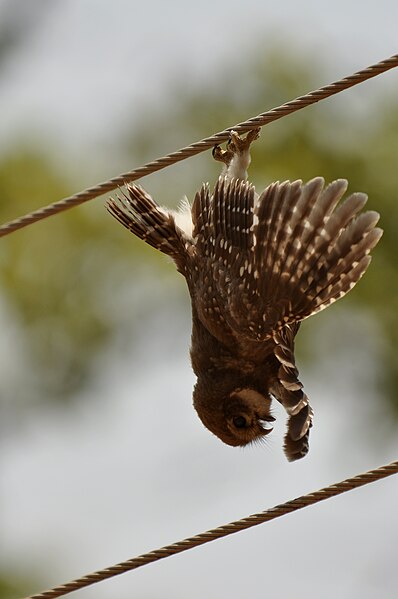 File:SpottedOwlet Electrocuted DSC 0845.jpg