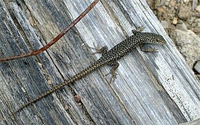 Beskrivelse av Spotted_Skink_ (Niveoscincus_ocellatus) .jpg-bilde.