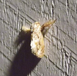 <i>Isochaetes beutenmuelleri</i> Species of moth
