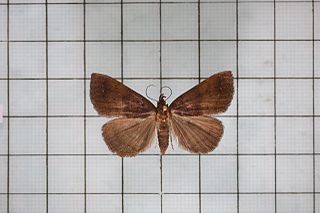 <i>Squamipalpis subnubila</i> Species of moth