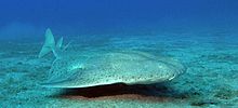 L'ange de mer commun vit à demi-enterré sur le fond en attendant qu’une proie passe à sa portée.