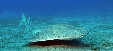 Un ange de mer