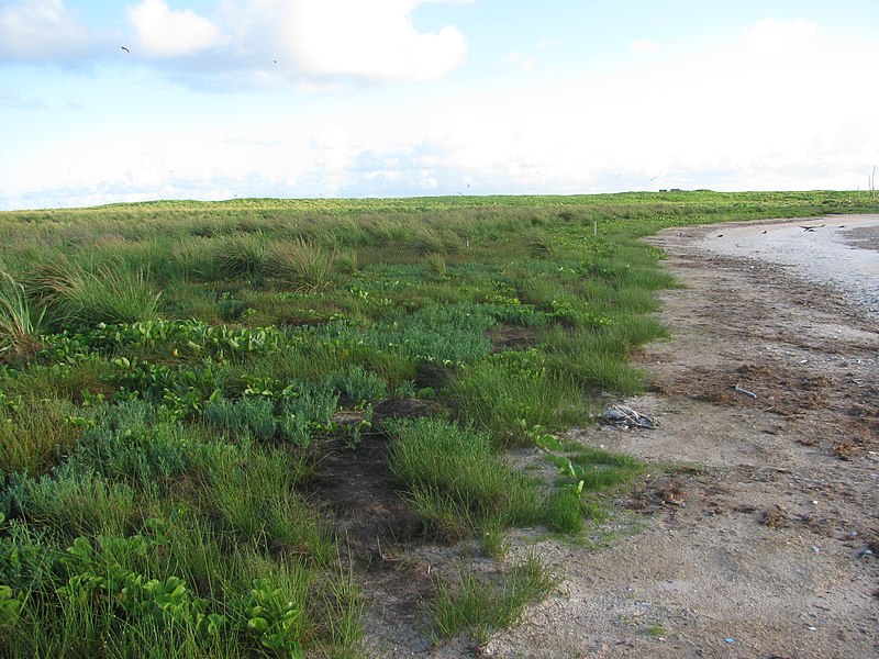 File:Starr-130914-3247-Cyperus laevigatus-near lake margin with enaena and pohuehue-NW Lake-Laysan (25225134485).jpg