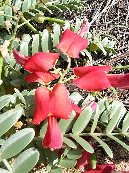 File:Starr 041102-0335 Sesbania tomentosa.jpg