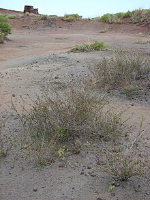 Starr 070404-6540 Stylosanthes scabra.jpg