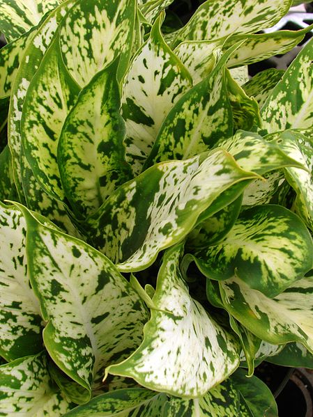 File:Starr 080117-1529 Dieffenbachia maculata (edit).jpg