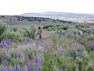 <span class="mw-page-title-main">Steens Mountain Wilderness</span> Nature reserve in Oregon, United States