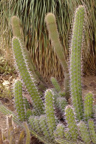 <i>Stenocereus gummosus</i> Species of cactus