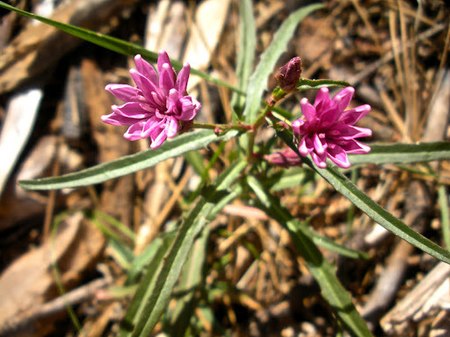 Stephanomeria