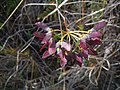 Stigmaphyllon diversifolium