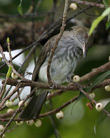 Chiziqli bulbul (Ixos malaccensis) - Flickr - Lip Kee (1) .jpg