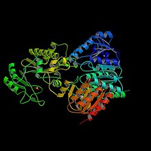 Modèle tridimensionnel de l'enzyme