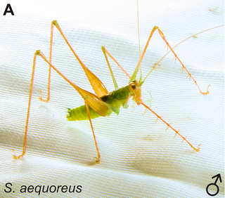 <i>Supersonus</i> Genus of katydids