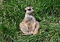 * Nomination Meerkat, resting. --Quartl 20:40, 10 August 2011 (UTC) * Promotion Good quality. --Raghith 07:39, 11 August 2011 (UTC)