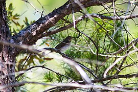 Swainson's thrush (33954930883).jpg