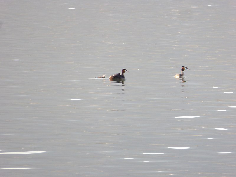 File:Swans in Lake Pamvotis.jpg