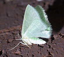 Southern emerald, Synchlora frondaria Synchlora frondaria P1550389a.jpg