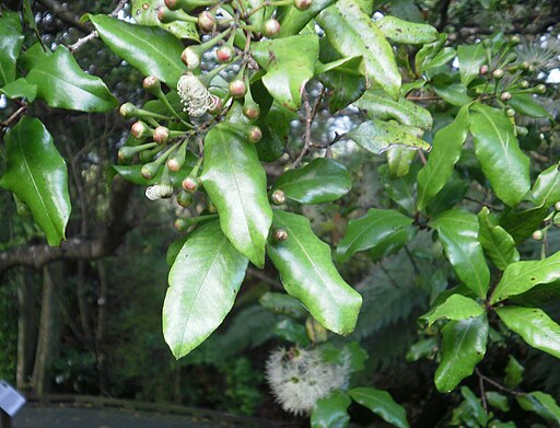 Syzygium maire 11