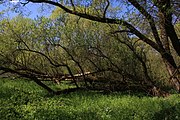 Naturschutzgebiet und Naturdenkmal "Tümpel an der Fliede