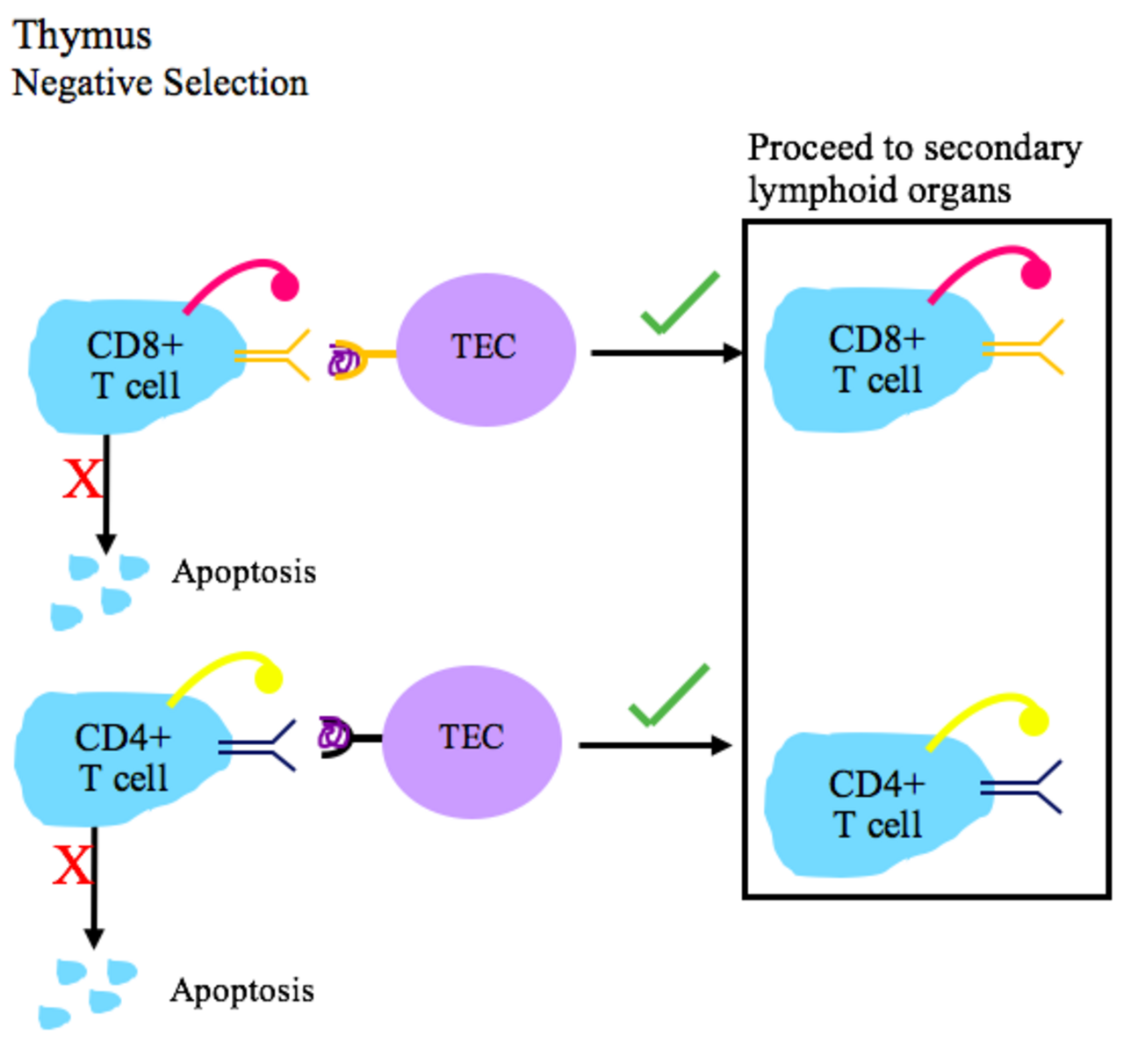 Cd8 т-клетки, cd4 т-клетки. Двойные позитивные т-клетки. Negative selection. Negative selection t Cell. Разница между отрицательным и положительным