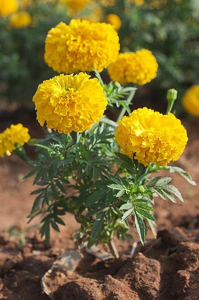 File:Tagetes erecta chendumalli chedi.jpg