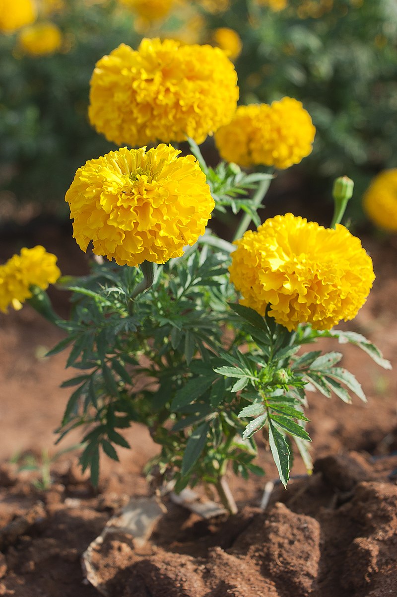 Tagetes erecta - Wikipedia, la enciclopedia libre