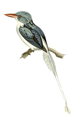 Description de l'image Tanysiptera riedelii.jpg.