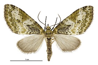 <i>Tatosoma topea</i> Species of moth endemic to New Zealand