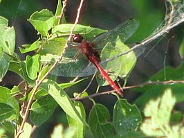 Tauriphila argo