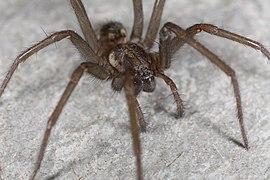 Tegenaria atrica-b.jpg