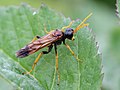 Tenthredo campestris Linnæus, 1758