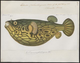 <i>Pao palembangensis</i> Species of fish