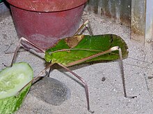 Tettigoniidae Arachnacris corporalis 1.jpg