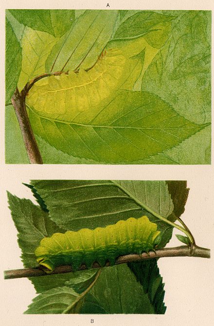 Illustration from the artist Abbot Thayer's  1909 book on camouflage of a Luna caterpillar Actias lunaa) in position b) inverted.