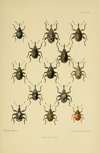 File:The Coleoptera of the British islands (Plate 173) (8571834592).jpg