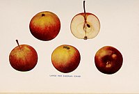 The apples of New York (1905) (19738939222) .jpg