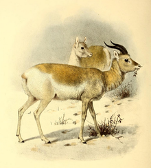 The book of antelopes (1894) Gazella gutturosa.png
