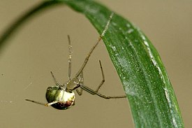 Theridion varians