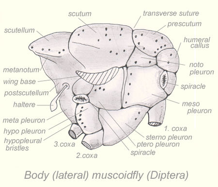 ไฟล์:Thorax-diptera-lateral.jpg