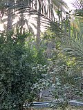 Thumbnail for File:Tiered plantation in Al Ain Oasis and the aflaj.jpg