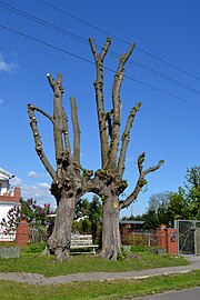 The torulms after a decorative cut in April 2014 and greened in May 2015