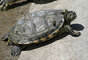 Trachemys scripta