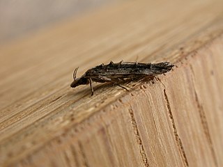 <i>Trachydora</i> Genus of moths