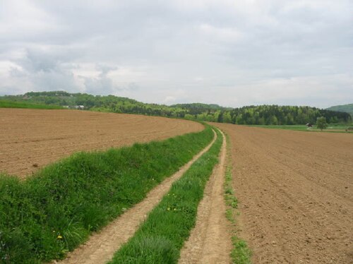 A country track, or fieldway, in Slovenia