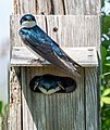 * Nomination Tree swallows at a nest box in Jamaica Bay Wildlife Refuge --Rhododendrites 01:31, 16 May 2021 (UTC) * Promotion  Support High quality and very nice--Lmbuga 01:59, 16 May 2021 (UTC)