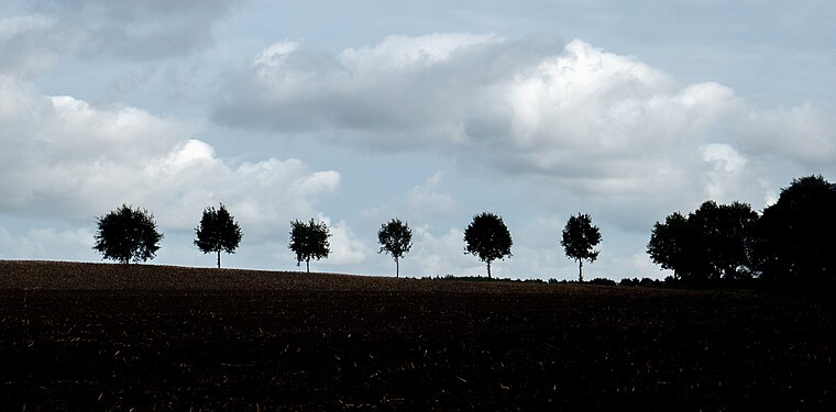 Trees lining a country road near Elste, North Rhine-Westphalia