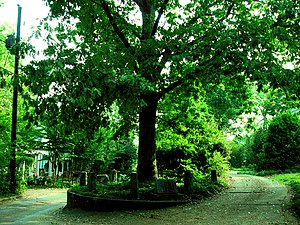 Tree That Owns Itself