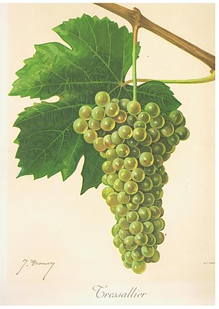 <span class="mw-page-title-main">Sacy (grape)</span> Variety of grape