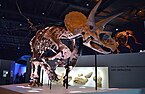Triceratops_Specimen_at_the_Houston_Museum_of_Natural_Science.JPG