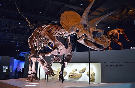 Tập tin:Triceratops Specimen at the Houston Museum of Natural Science.JPG